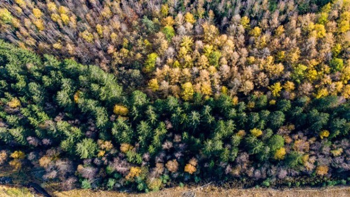 H Koμισιόν πρότεινε νέους κανόνες για τον περιορισμό της αποψίλωσης και της υποβάθμισης των δασών