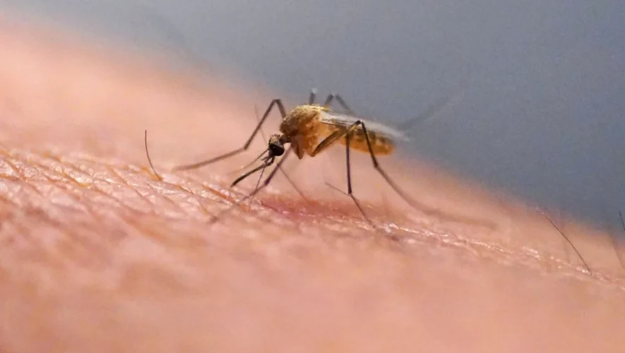 Τι είναι ο ιός chikungunya που μεταδίδεται από κουνούπια για πρώτη φορά μετά από χρόνια στις ΗΠΑ;